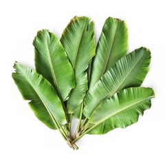 Banana leaves isolated over white