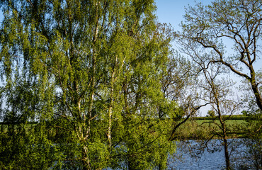 Fototapeta premium trees in the park