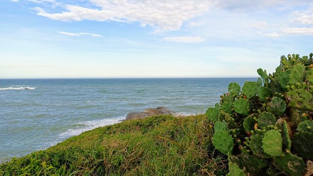 Cacti and grass on an island with the sea