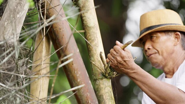 Asian farmer or tapper climbing areng palm tree, harvesting sap for wine or sugar