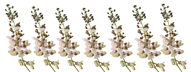 grass isolated on white