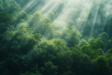Naklejka na ściany i meble Sunrays over a green forest in summer