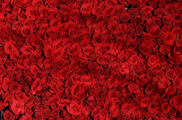 Background of red roses. Texture of red roses.