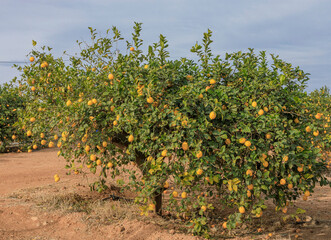 Fototapeta na wymiar Lemons growing on a tree in the winter sunshine of southern spain