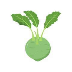 Cartoon kohlrabi vector alphabet K vegetable