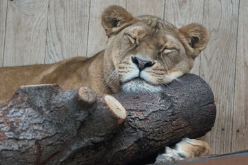 Roar