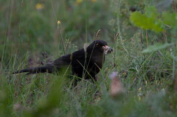 Turdus merula - Common blackbird - Merle noir