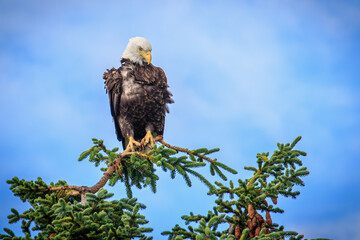 Bald Eagle (Haliaeetus leucocephalus) perched above Kalifornsky Beach in Alaska's Kenai Peninsula
