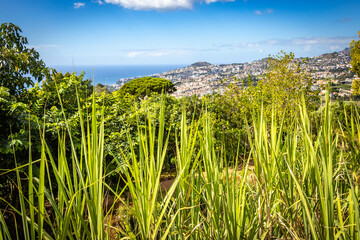 botanical garden in funchal, monte, madeira, jardim botanico madeira, garden, tropical flowers, view, ocean,