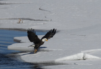 Bald Eagles Fishing