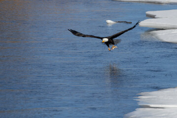 Bald Eagles Fishing