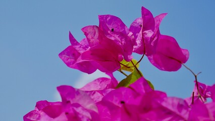 flower on blue background