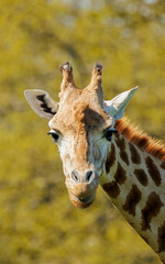 giraffe in grass eating trees