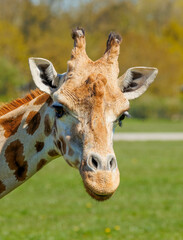 giraffe in grass eating trees