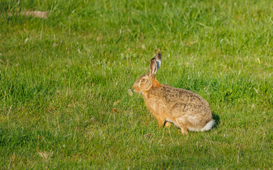 snowshoe summer rabbit in grass
