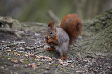 RED SQUIRREL
(Sciurus vulgaris)