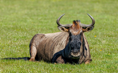Wildebeest in grassy land close up
