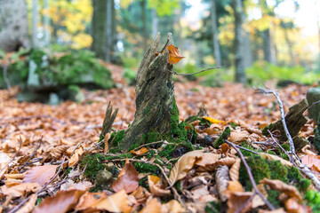 Böhmerwald