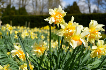 Yellow daffodils blooming in a garden in Scotland, UK