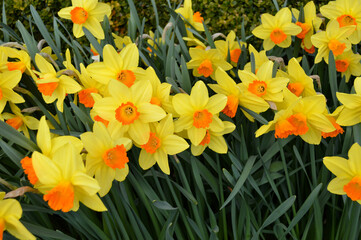 Yellow daffodils blooming in a garden in Scotland, UK