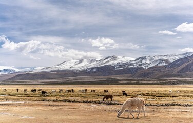 Norte de Chile, paisaje altipl&aacute;nico