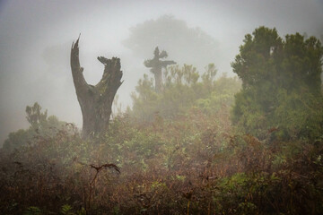 misty and mystical laurel forest, laurisilva, madeira, island, portugal, atlantic ocean, europe,...