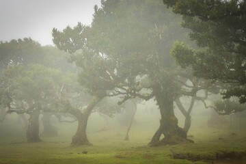 misty and mystical laurel forest, laurisilva, madeira, island, portugal, atlantic ocean, europe,...