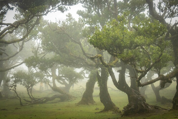 misty and mystical laurel forest, laurisilva, madeira, island, portugal, atlantic ocean, europe, fanal