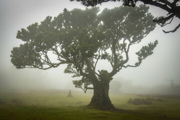 misty and mystical laurel forest, laurisilva, madeira, island, portugal, atlantic ocean, europe,...