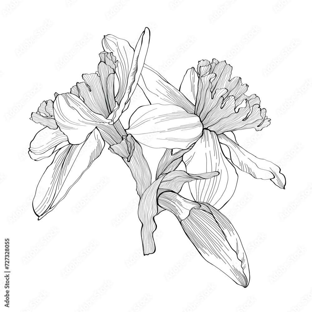Sticker Daffodils flowers bouquet. Black outline hand drawn sketch of narcissus on white. Vector element for Easter and spring floral design, coloring book, tattoo. - Stickers