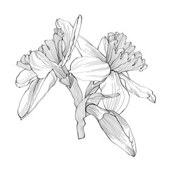 Daffodils flowers bouquet. Black outline hand drawn sketch of narcissus on white. Vector element for Easter and spring floral design, coloring book, tattoo. - 727328055