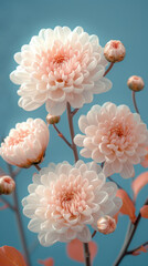 Pink chrysanthemums on a blue background.