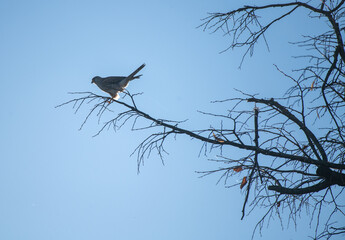 Turmfalek auf einem Ast