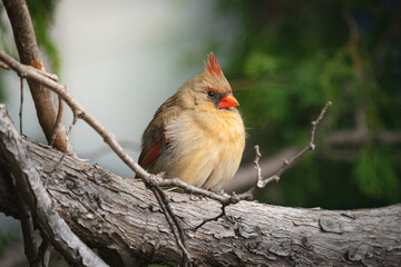Northern cardinal perched on a branch.