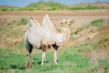 One graceful white camel in the steppe walks and eats grass