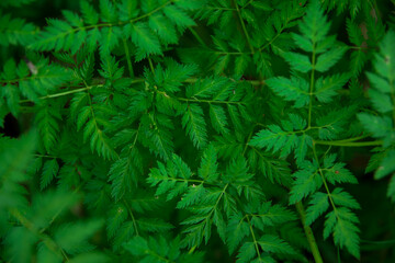 Green fern leaves beautiful background