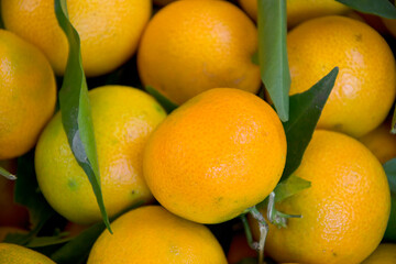 Yellow tangerines and green leaves