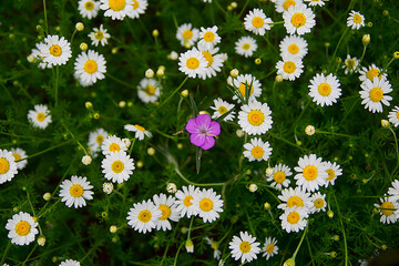 Field of daisies with a purple flower in the middle