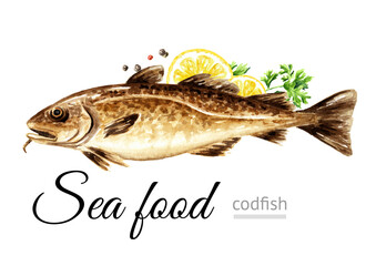 Fresh fish cod, seafood. Hand drawn watercolor illustration, isolated on white background