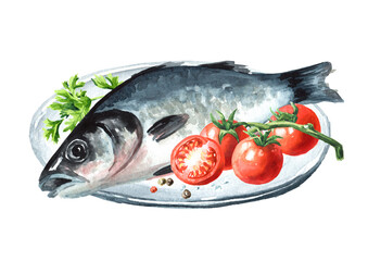 Fresh fish sea bass.  Hand drawn watercolor illustration,  isolated on white background