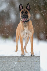BELGIAN SHEPHERD IN THE SNOW