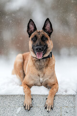 BELGIAN SHEPHERD IN THE SNOW