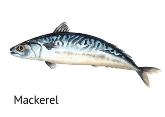 Fresh live swimming fish Mackerel. Hand drawn watercolor illustration,  isolated on white background