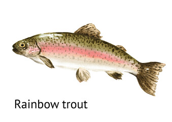 Fresh live swimming fish rainbow trout (Oncorhynchus mykiss). Hand drawn watercolor illustration,  isolated on white background