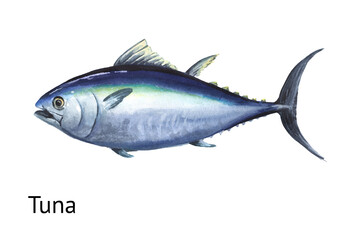 Fresh live swimming fish tuna. Hand drawn watercolor illustration,  isolated on white background