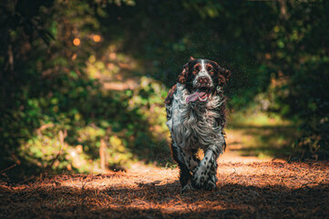english springer spaniel in the woods