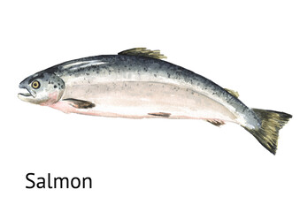 Fresh live swimming fish Salmon. Hand drawn watercolor illustration,  isolated on white background