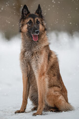 BELGIAN SHEPHERD IN THE SNOW