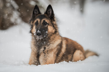 BELGIAN SHEPHERD IN THE SNOW