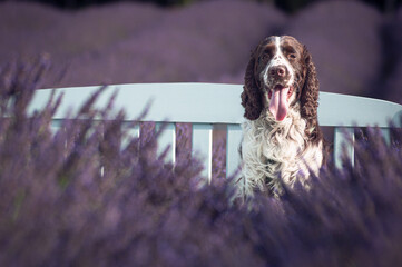  ENGLISH SPRINGER SPANIEL 